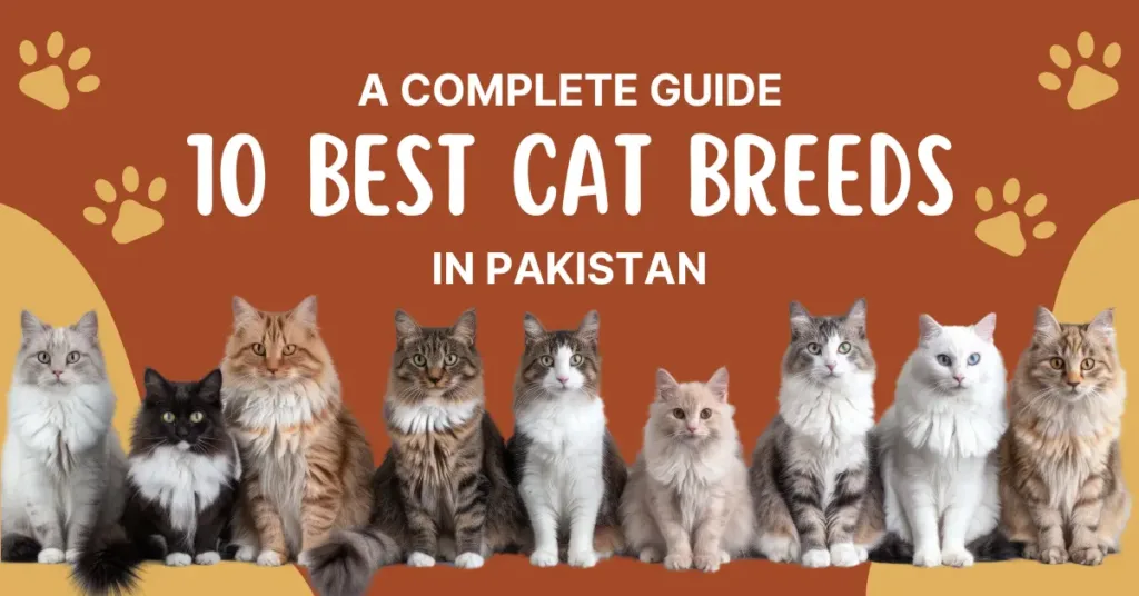 10 best cat breeds in pakistan - petpawtner