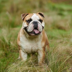 Bulldog Breed
