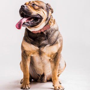 Bulldog Breed