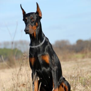 Doberman Pinscher Dog Breed