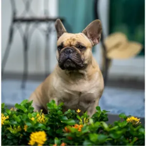 french bulldog portrait with flowers