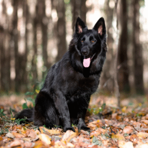 black german shepherd