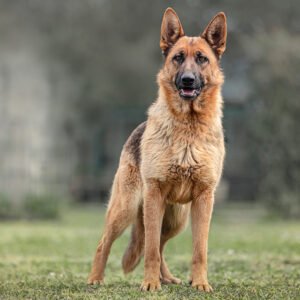 german shepherd dog breed