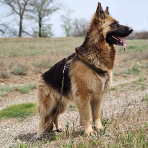 german shepherd dog breed