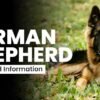 german shepherd dog breed information guide