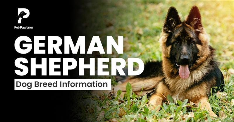 german shepherd dog breed information guide