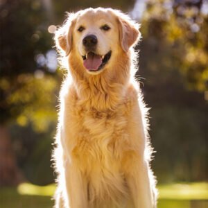 golden retriever dog breed