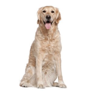 golden retriever dog breed