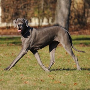 Great Dane Dog Breed