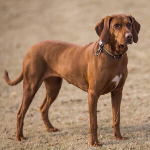 Great Dane Dog Breed