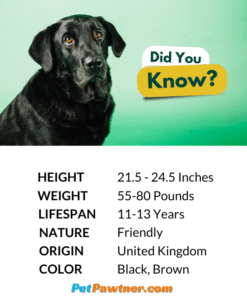 labrador retriever dog breed infographic