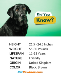 labrador retriever dog breed infographic