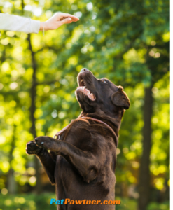 labrador dog training class