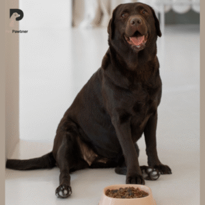 labrador retriever chocolate color with dog food looking at camera