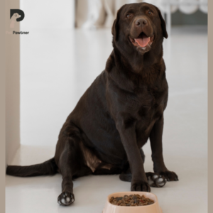 labrador retriever chocolate color with dog food looking at camera