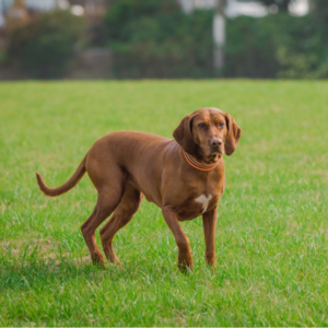 labrador retriever dog