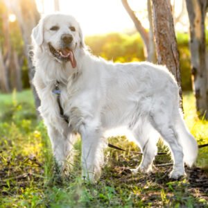 labrador retriever dog breed
