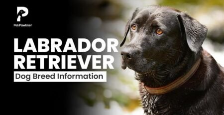 labrador retriever dog breed information blog feature image