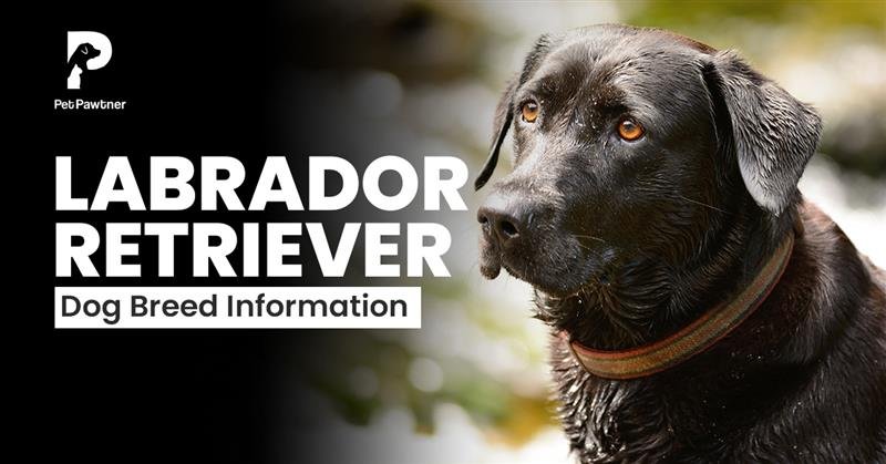 labrador retriever dog breed information blog feature image