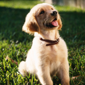 labrador retriever puppy