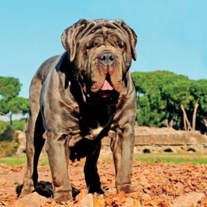 Neapolitan Mastiff Dog Breed