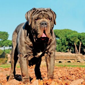 Neapolitan Mastiff Dog Breed