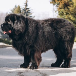 Neapolitan Mastiff Dog Breed