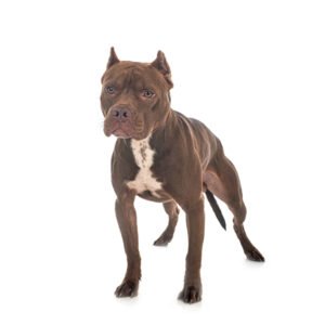 Pitbull Dog Breed