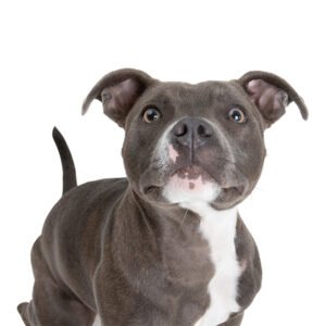 American Pitbull Dog Breed