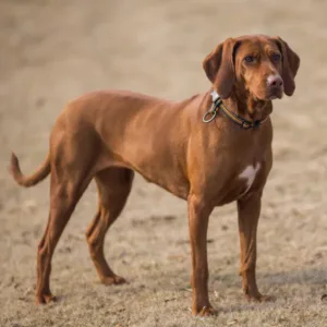 pointer dog breed