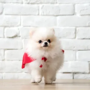 pomeranian puppy dog breed