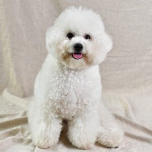 Poodle Dog Breed