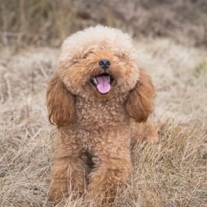 Toy Poodle Dog Breed