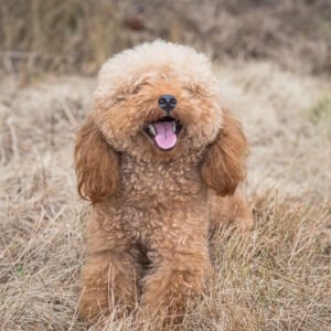 Toy Poodle Dog Breed