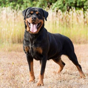 Rottweiler Dog Breed