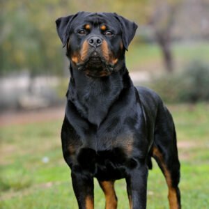 Rottweiler Dog Breed