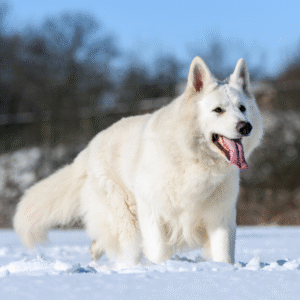 white german shepherd