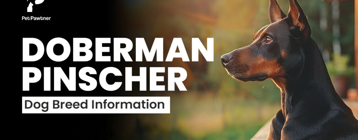 doberman pinscher breed information blog image