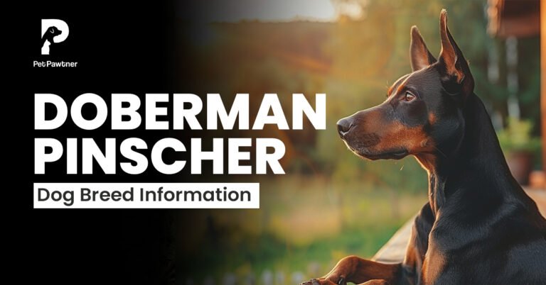doberman pinscher breed information blog image
