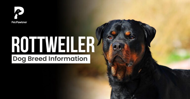 rottweiler dog breed information blog image