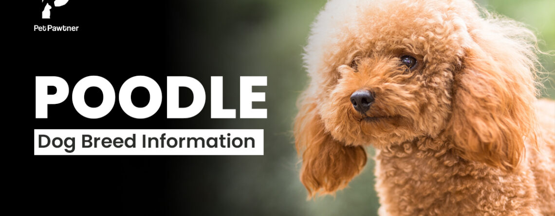 poodle dog breed information
