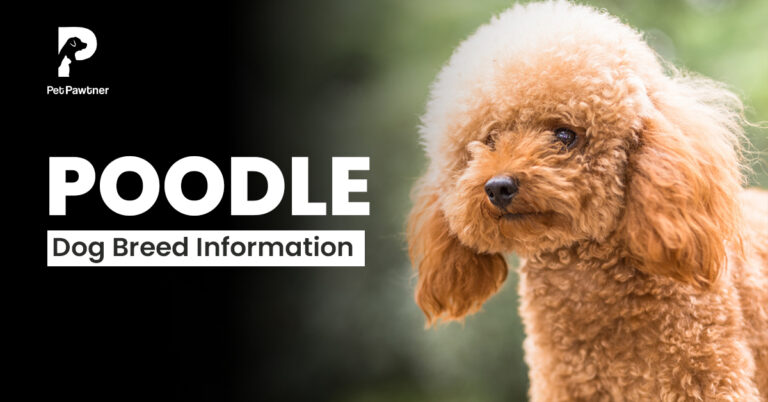 poodle dog breed information