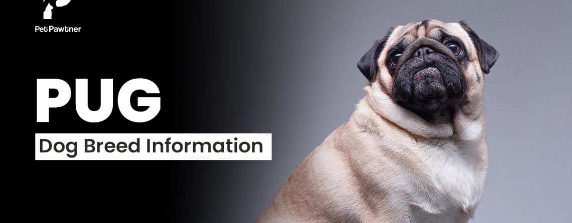 pug dog breed information