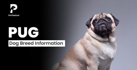 pug dog breed information