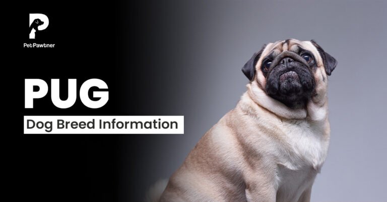 pug dog breed information